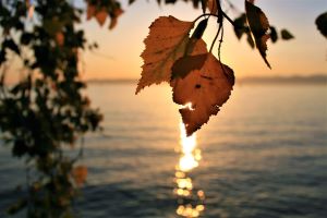 Leaves, sunset and water