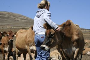 Woman with Jersey cows