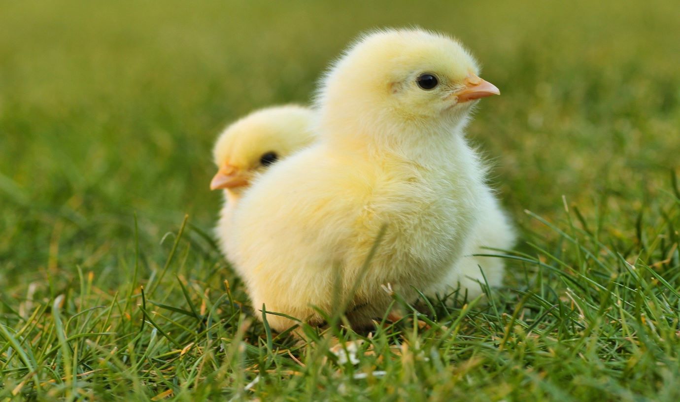 Yellow chicks