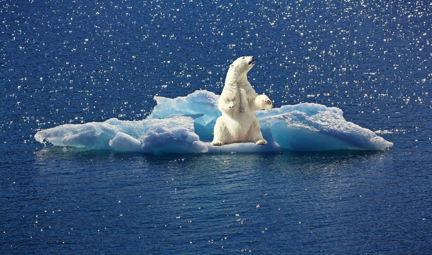 polar bear on iceberg